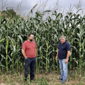 Выращивание кукурузы с ПРК Белый Жемчуг