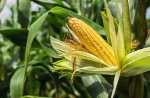 кукуруза-Белый Жемчуг Универсалный
