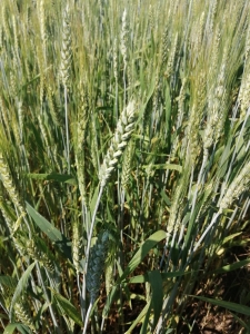 Выращивание пшеницы с ПРК Белый Жемчуг